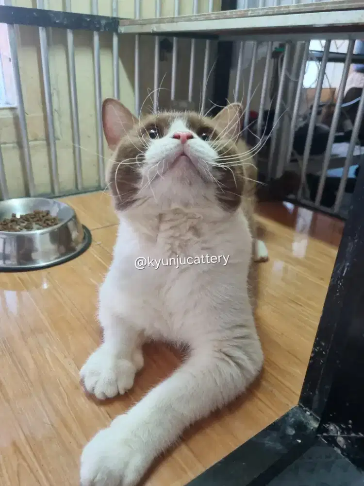 BRITISH SHORTHAIR BETINA