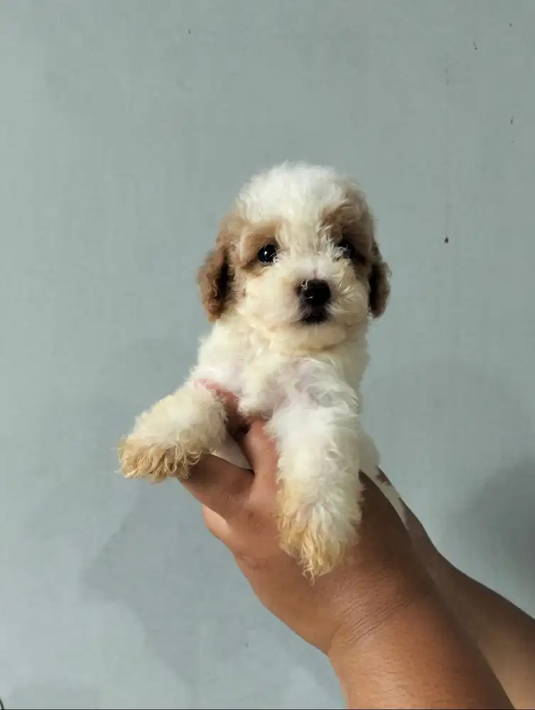 Anjing Toy Poodle Warna Jarang Ada