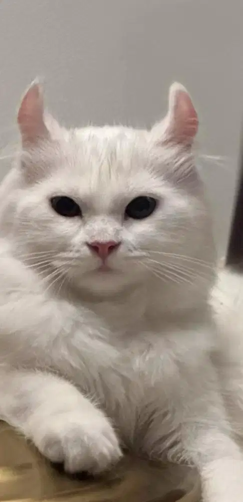 Betina 1 thn american curl