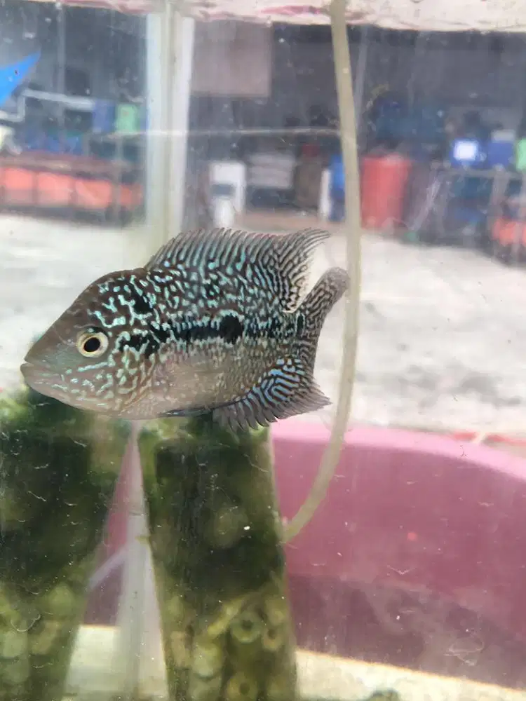 Kamfa f3 geentik GB.