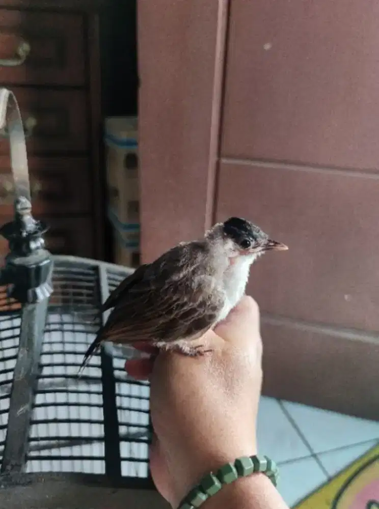 Burung kutilang jinak mandiri free adopsi