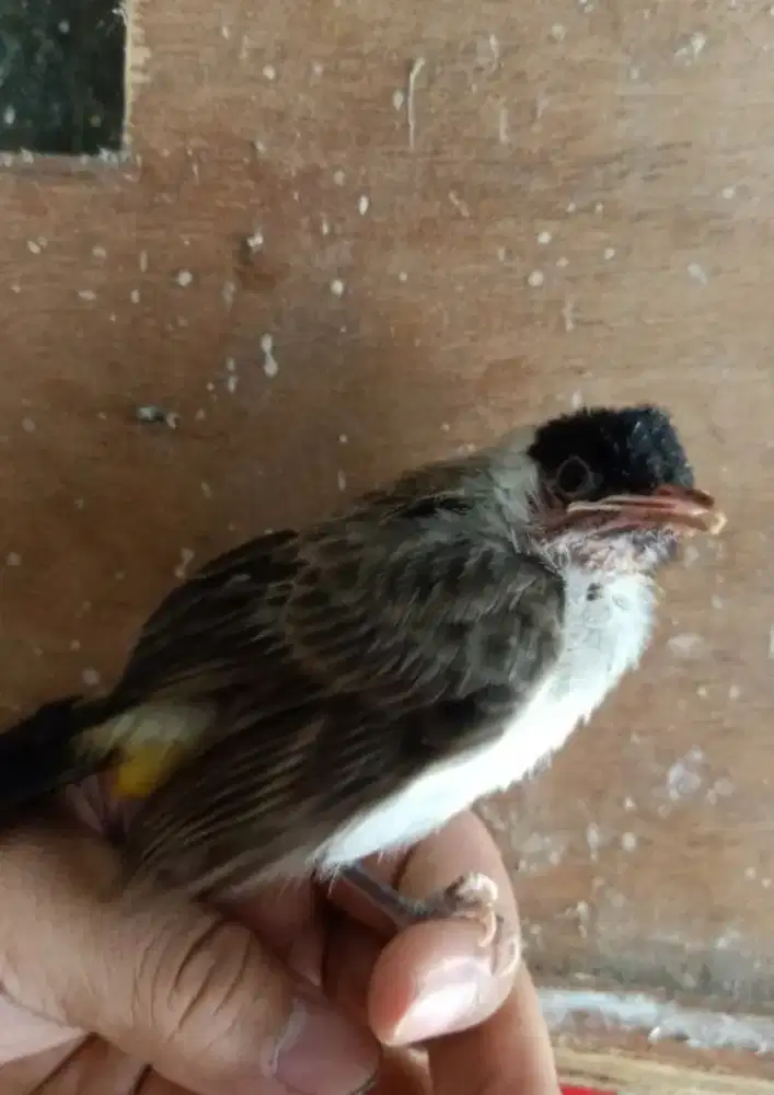 Burung kutilang lolohan  free adopsi jinak jantan