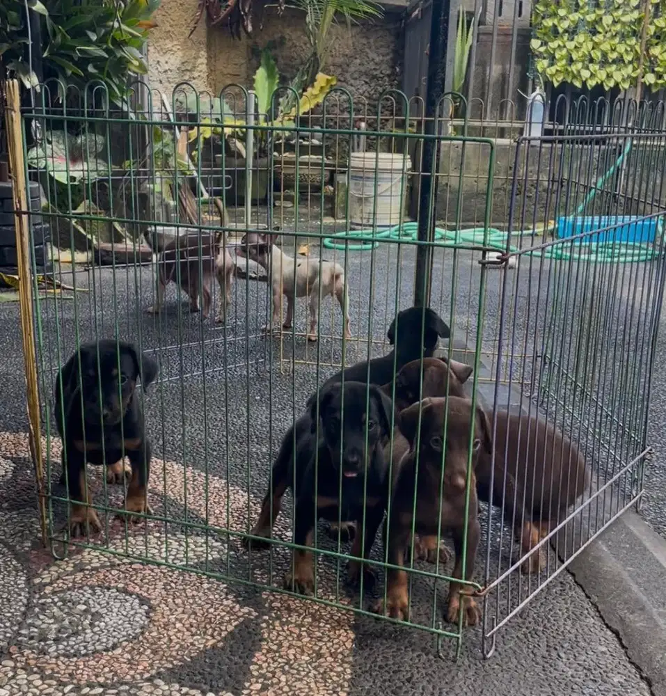 Anak anjing dobermann