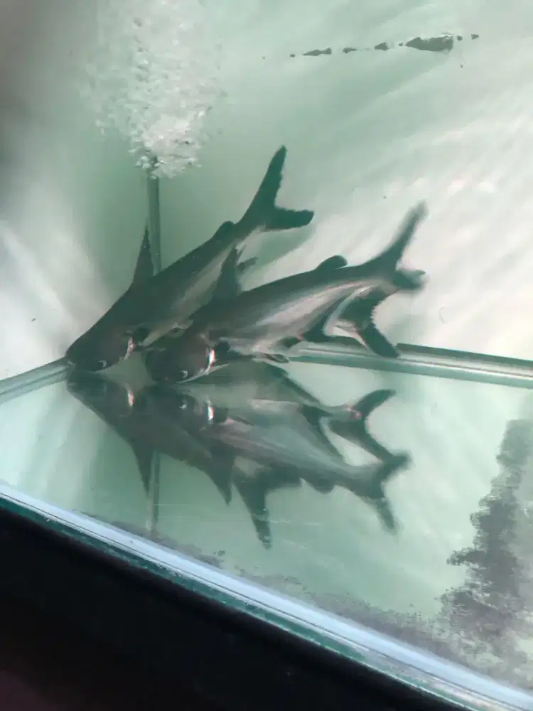 Ikan predator import Black ear catfish