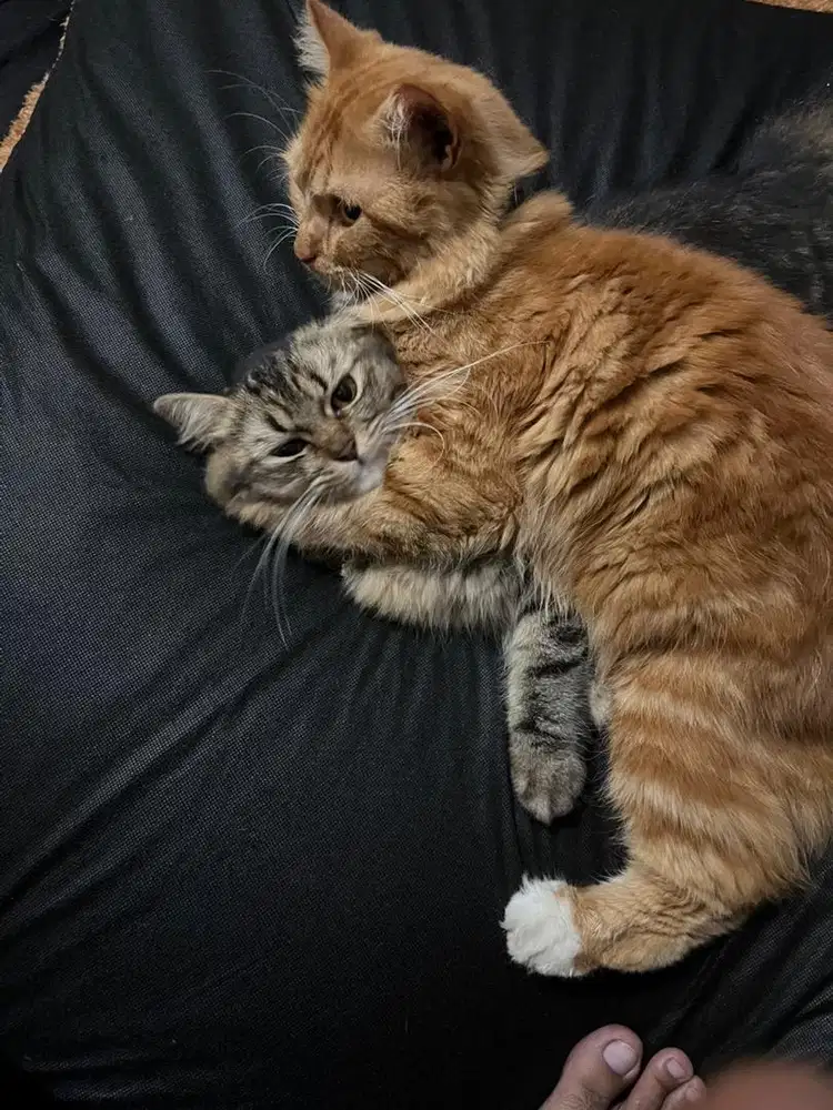 Lepas Adop Anabul - Kucing mix