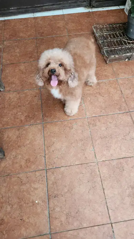 POODLE PURE JANTAN RED LUCU KOSONGAN