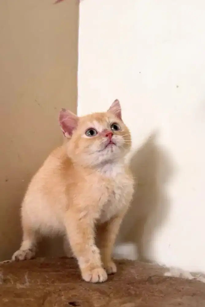 British shorthair kitten 3 bulan, jantan ginger blue eyes