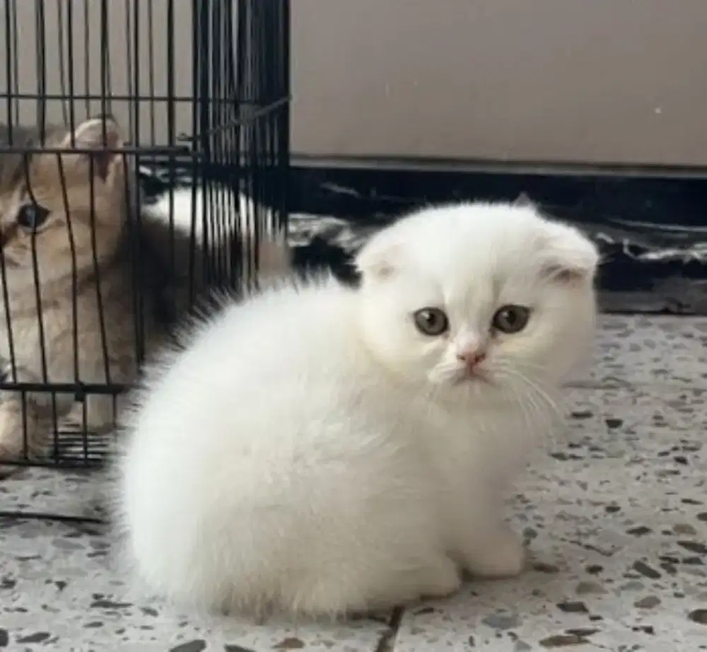 Scottish fold female 3 bulan