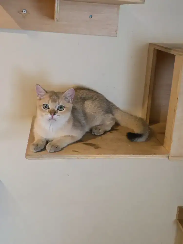 British Shorthair BSH Kitten Golden Jantan