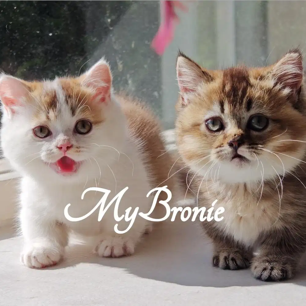 Kucing munchkin british syuper gemas