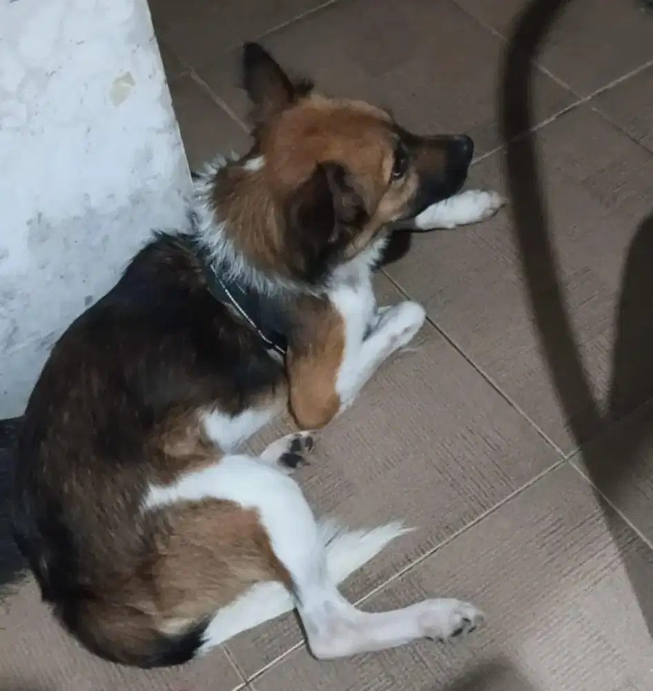 DIJUAL ANJING JANTAN