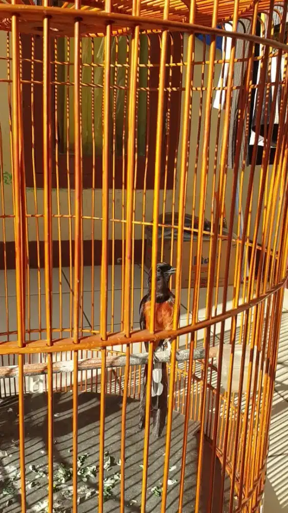 Murai Mapan Gacor Dor Royal isian