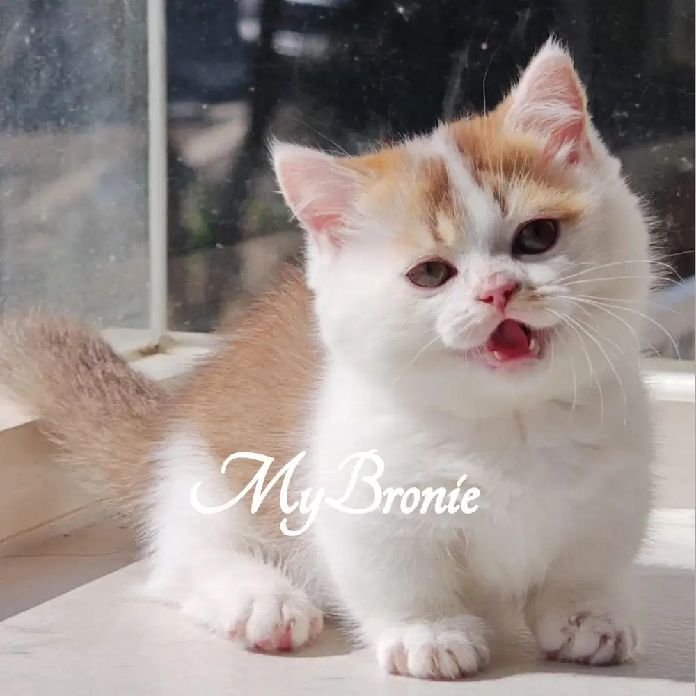 Kucing munchkin british betina bulat