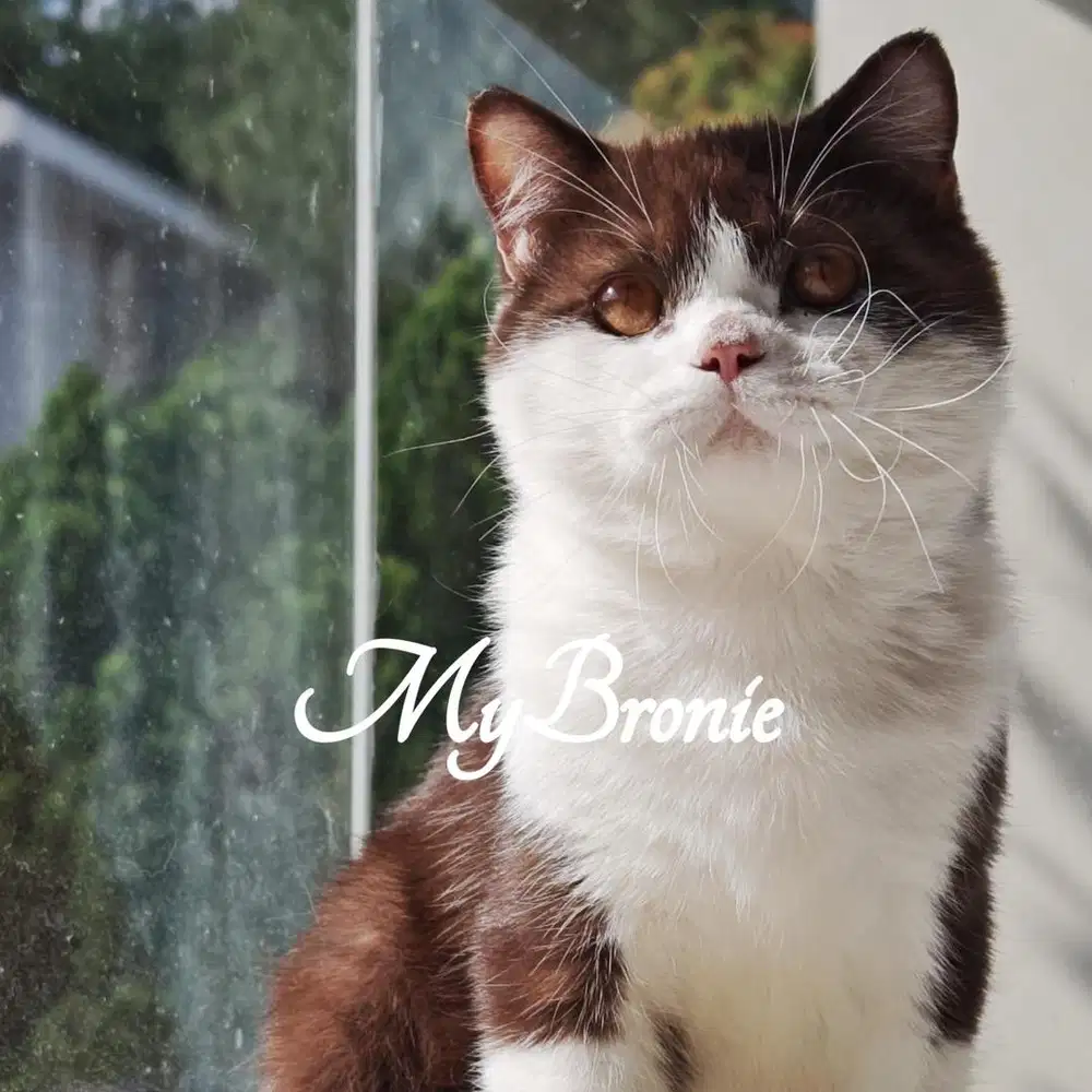 Kucing british shorthair BSH chocolate bicolor