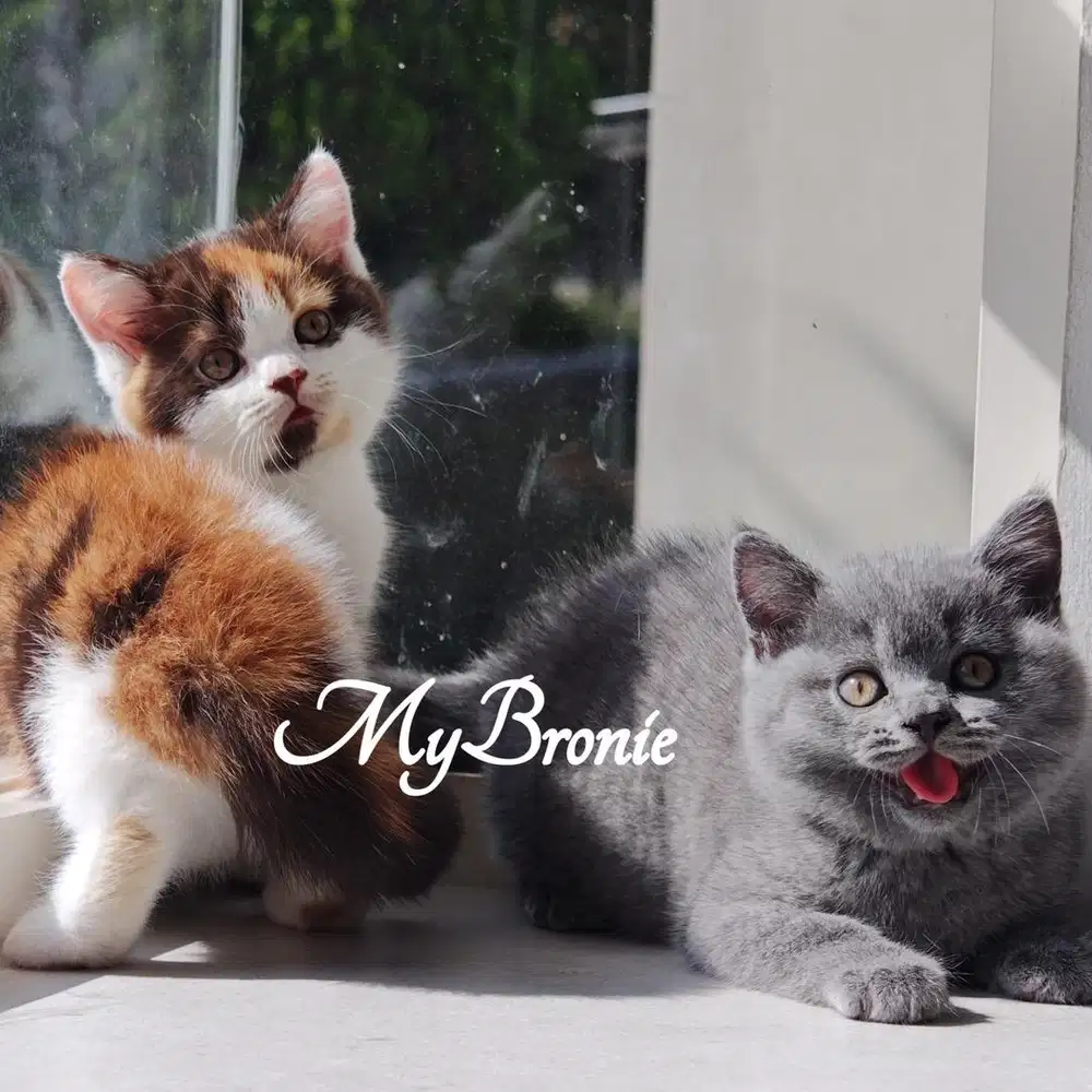 Kucing british shorthair betina anak import