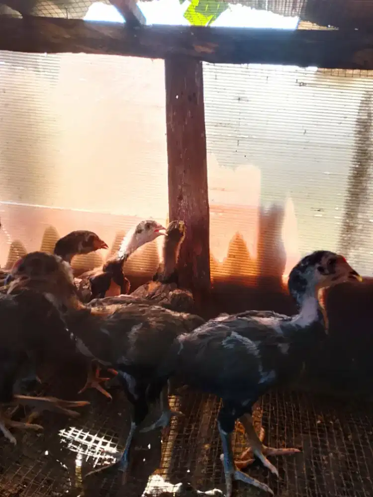 7 Ekor Anakan BANGKOK x BIRMA