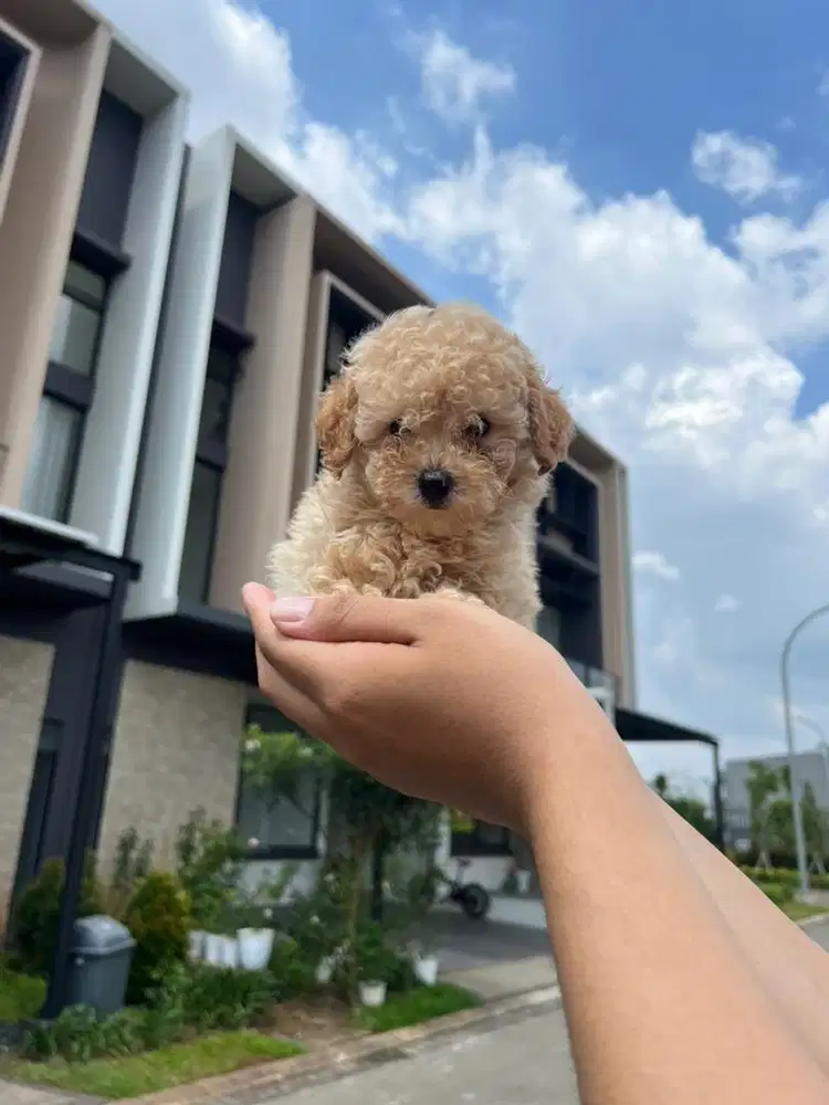 Apricot Toy Poodle Bear