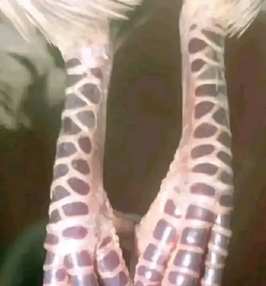 Perkutut rajek Wesi supper