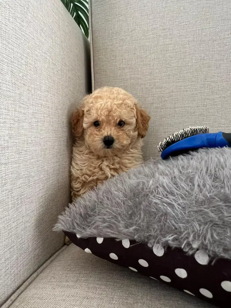 Toy Poodle Apricot Male Bear
