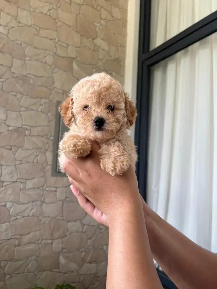 Toy Poodle Apricot Male Teddy Bear