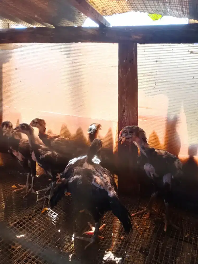 Borongin 7 Anakan BANGKOK x BIRMA