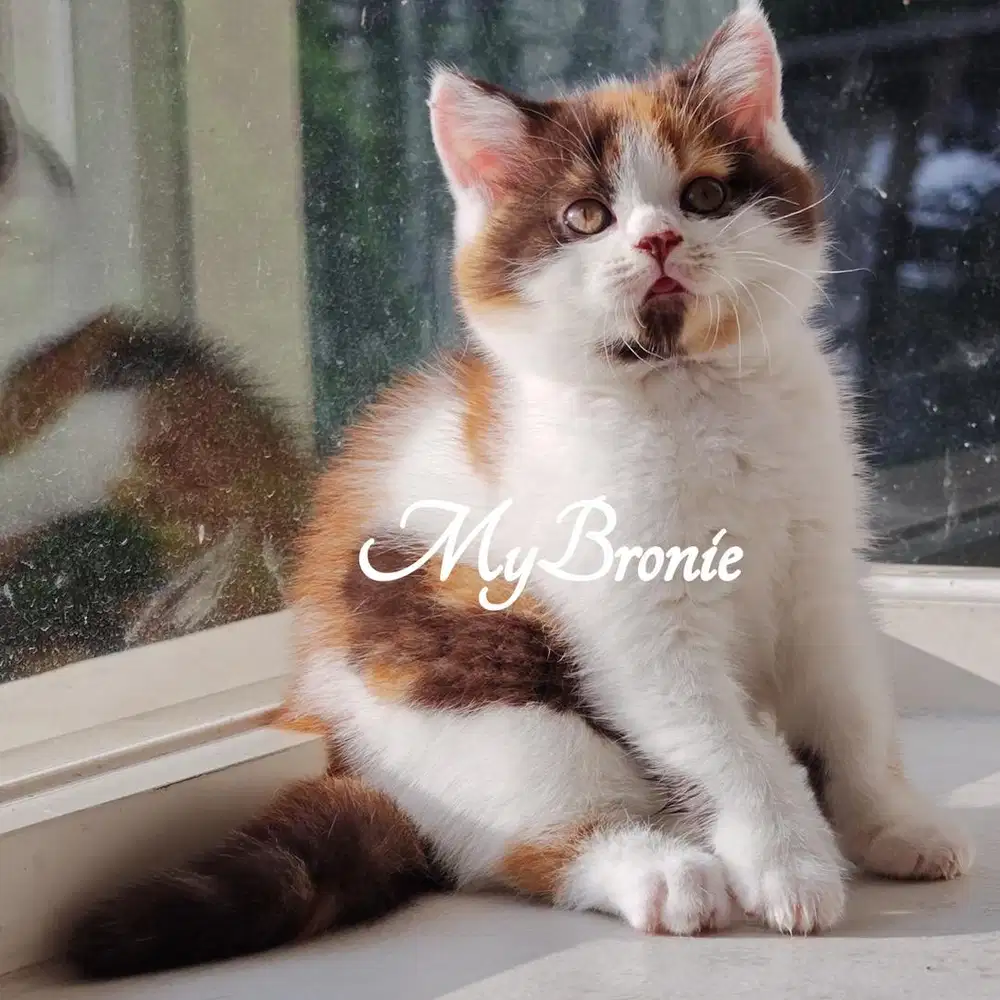 Kucing british shorthair rare color female