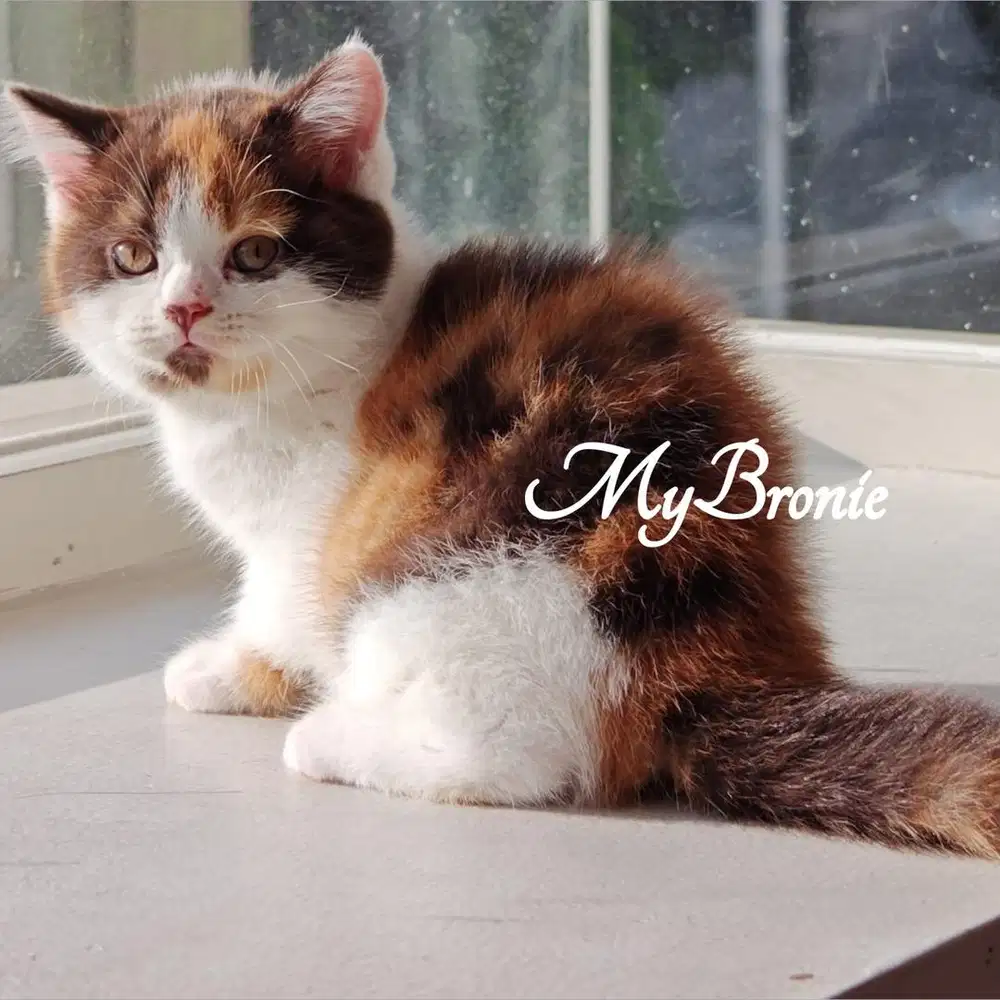 Kucing british shorthair rare color female