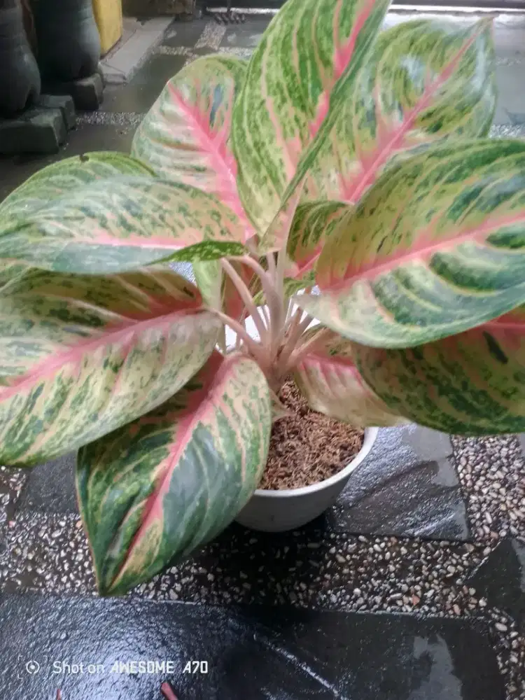 Jual tanaman algonema emeral