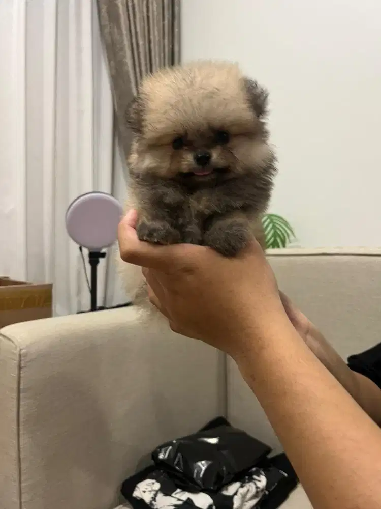 Super minipom Jantan dan betina