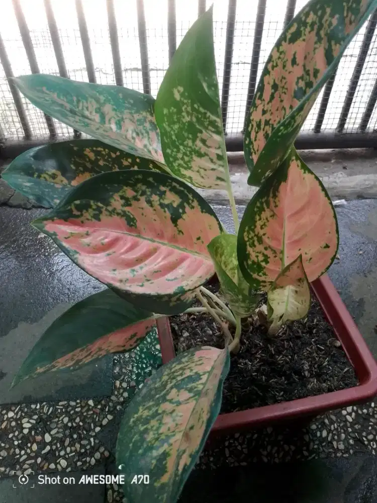 Jual tanaman algonema