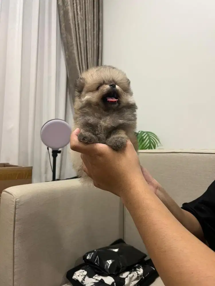 Super Minipom Female & Male