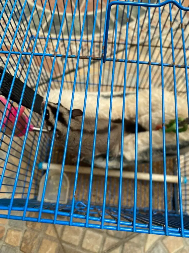 Sugar glider clasic grey