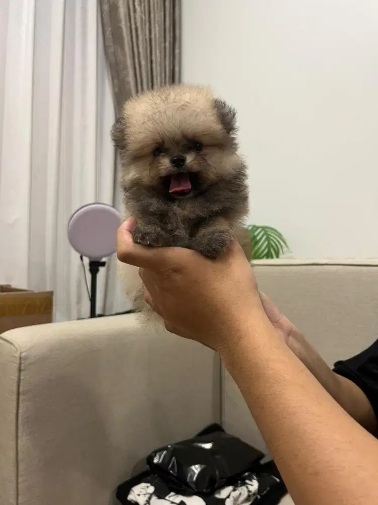 Super Minipom Glamour