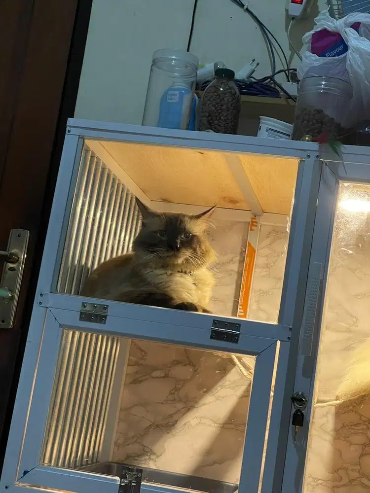 Himalaya seal point jantan