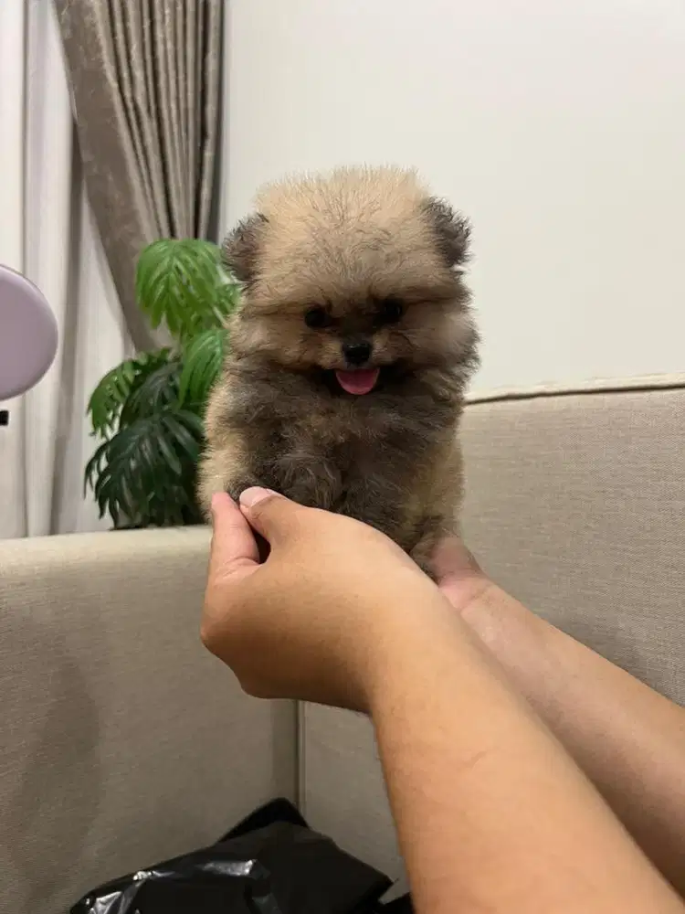 Super Minipom Glamour