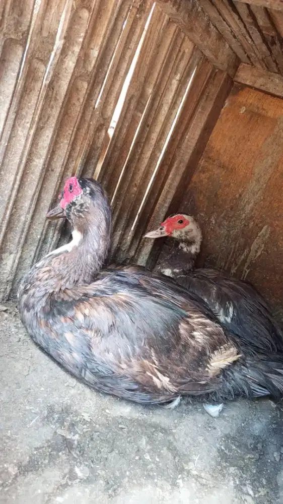 Entok jantan betina ready