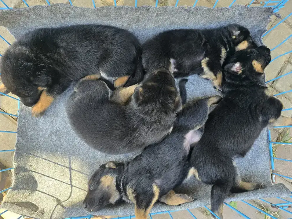 Puppy herder jantan betina stambum