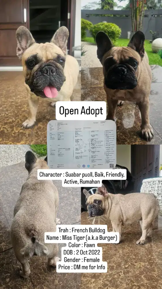 Dijual/Open Adoption Anjing Frenchie/French Bulldog
