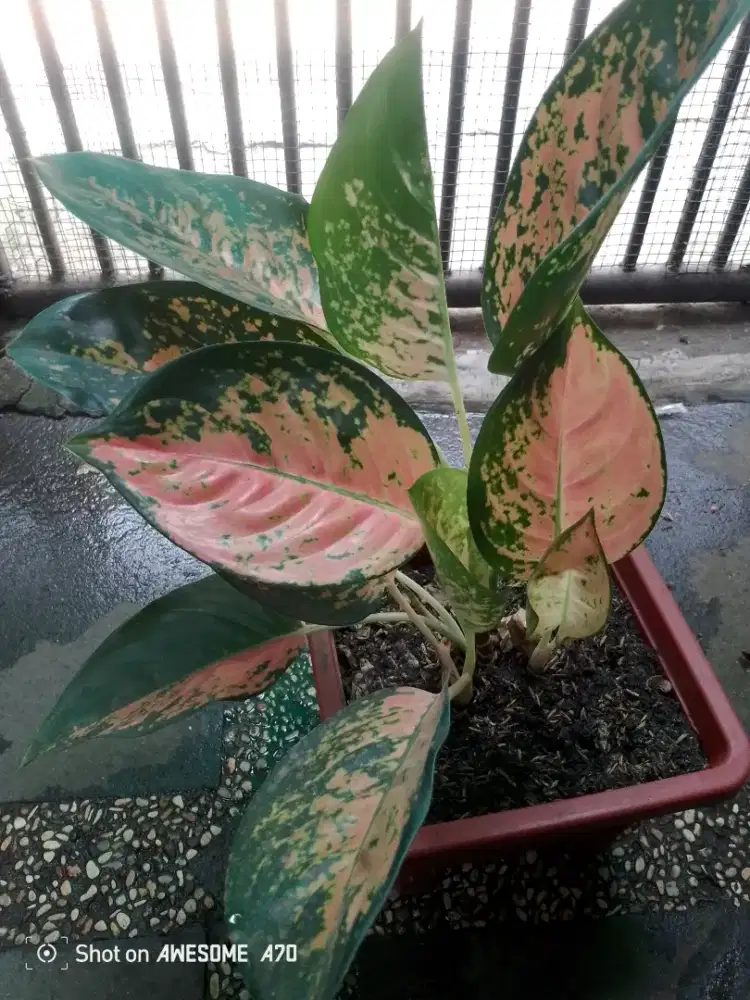 Tanaman algonema sultan