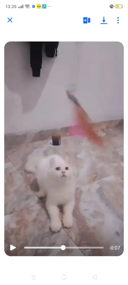 Di jual kucing Persia America curl