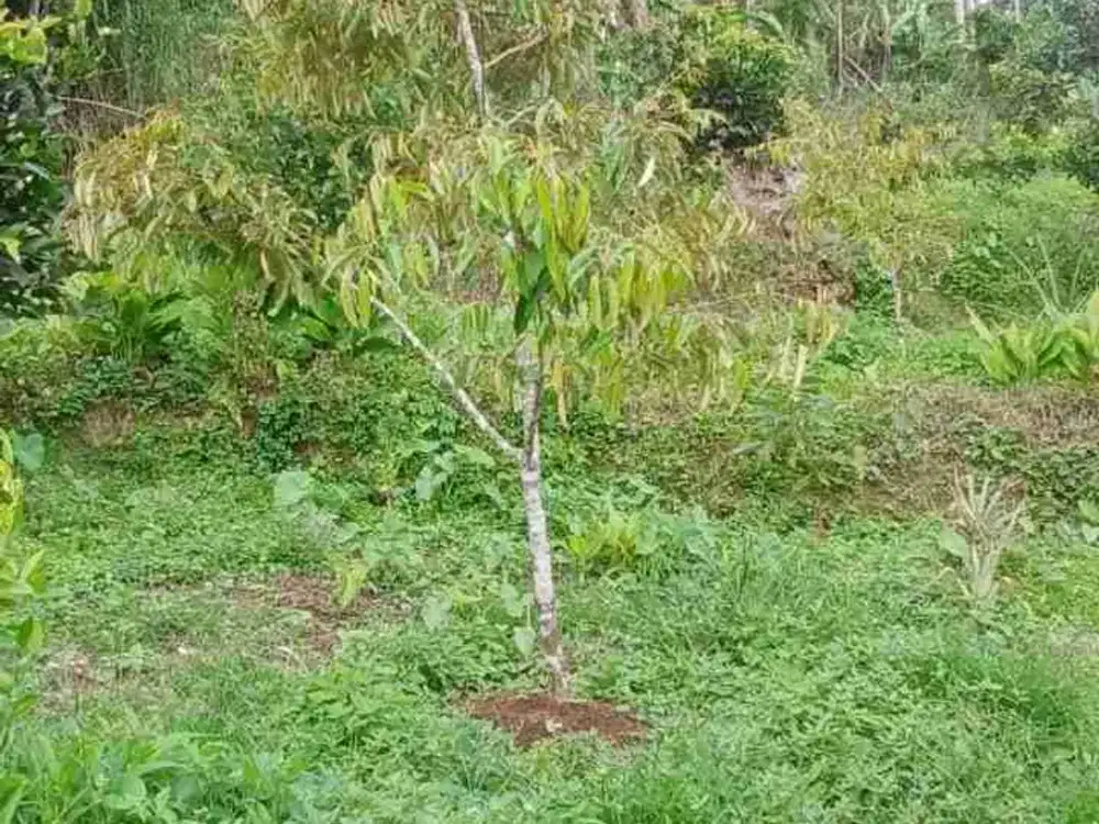 Tanah Perkebunan 9000m² Auman Pelaga Bonus Durian