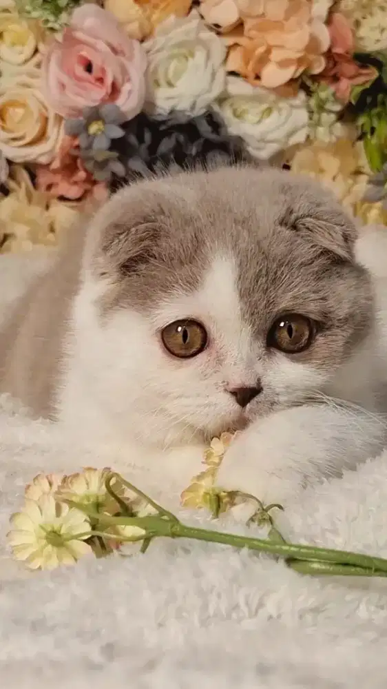 Kucing Scottish Fold