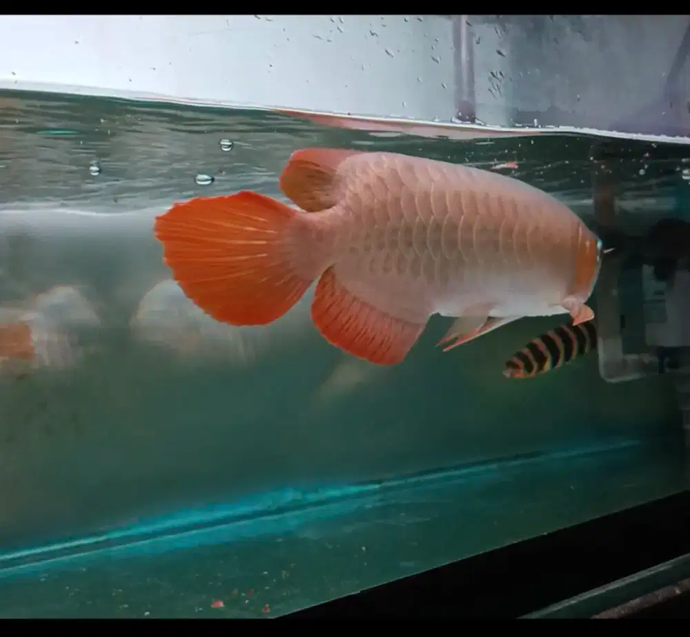 Arwana super red (SR)