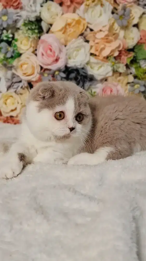 Kucing Lucu Scottish Fold