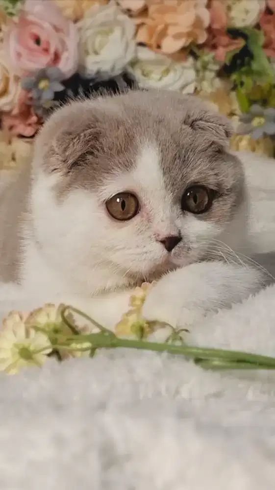 KUCING Bsh Scottish Fold