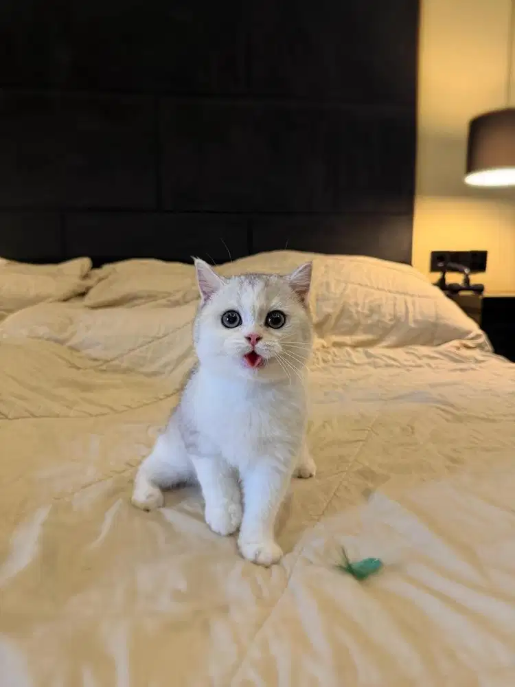 Kucing British Shorthair Silver FEMALE BSH SF