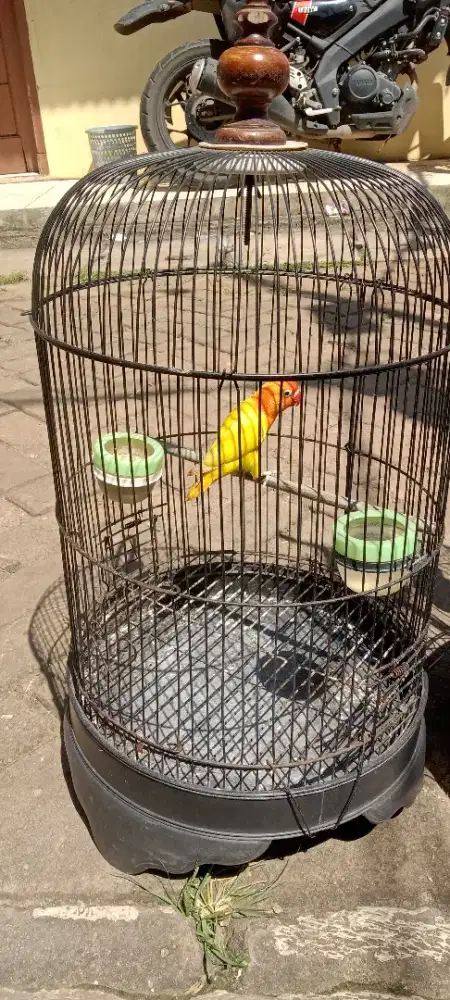 Lovebird anakan lutino