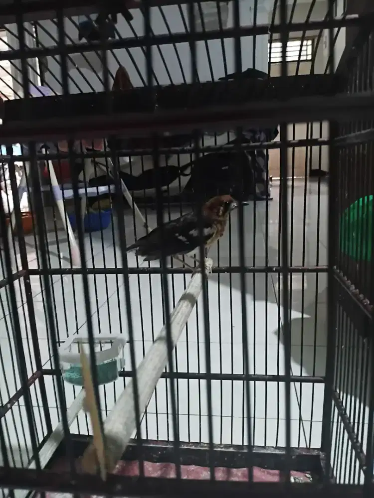 Di jual burung Anis kembang gacor