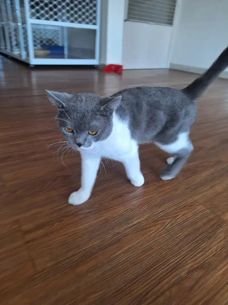 BSH bico blue jantan