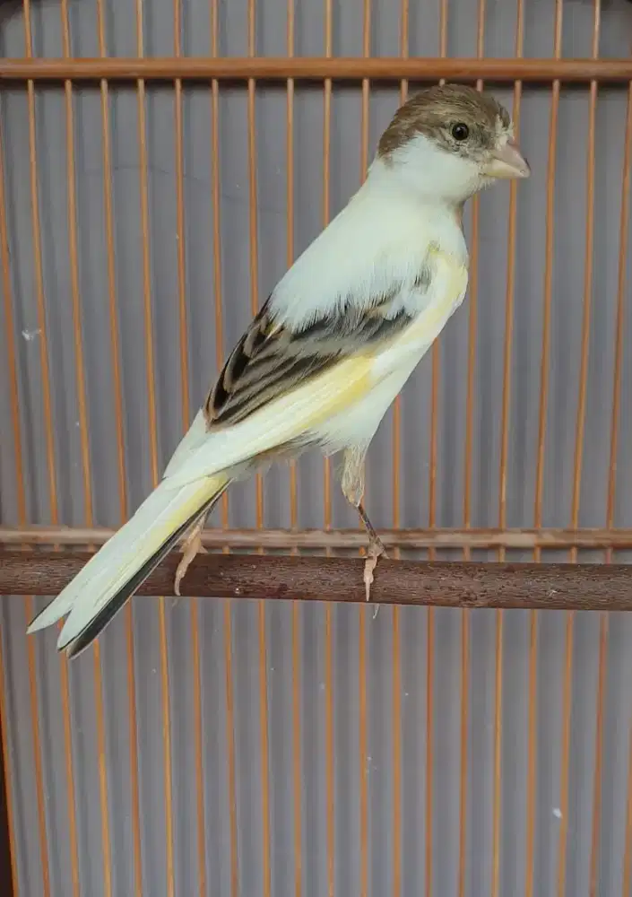 Kenari lokal panda simetris